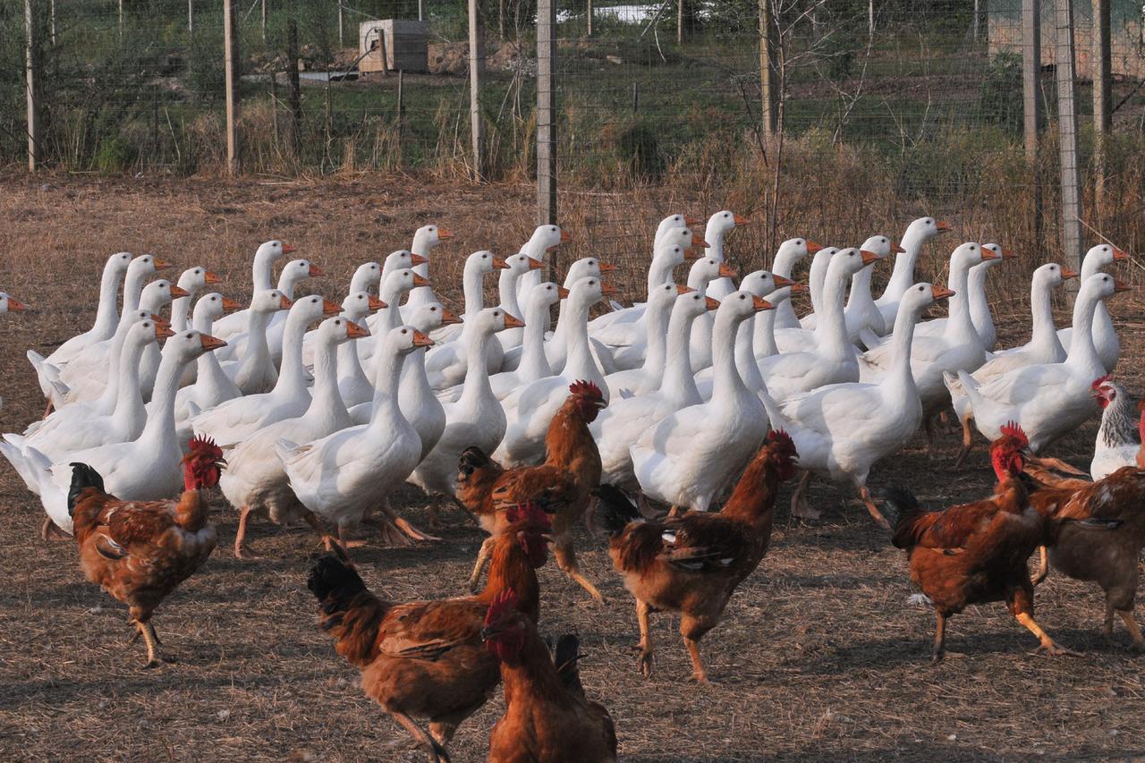 Agriturismo Le Oche Selvatiche Lauzacco Dış mekan fotoğraf